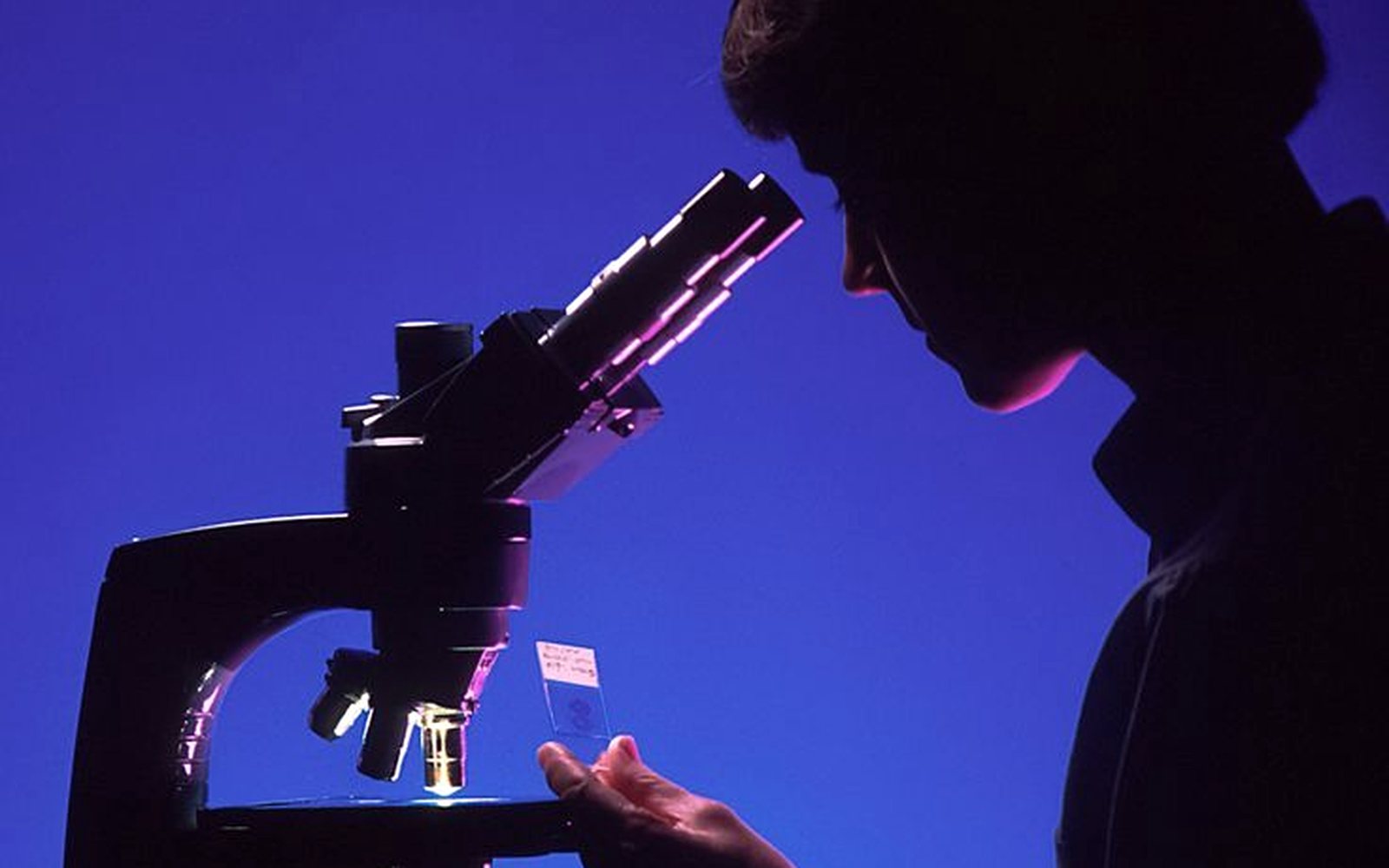 A scientist examining a slide under a microscope